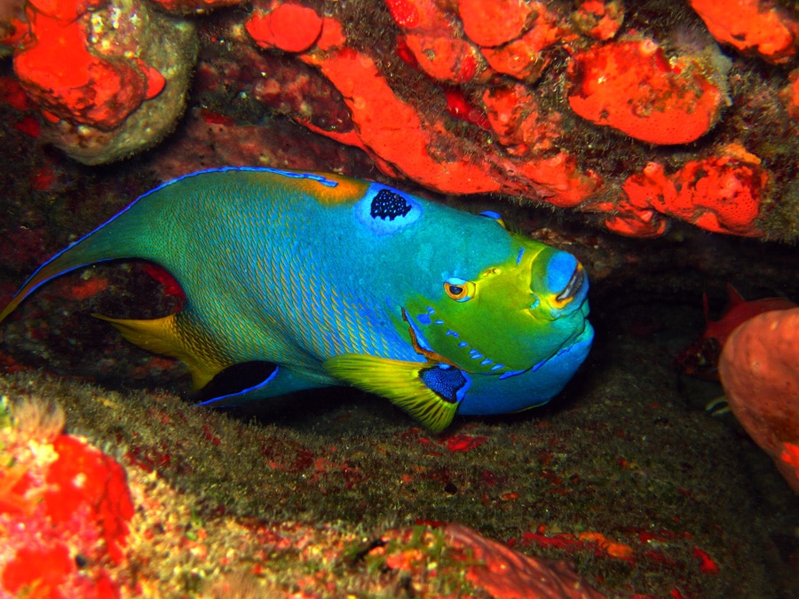Queen Angelfish