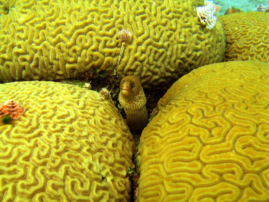 Spotted Moray Eel