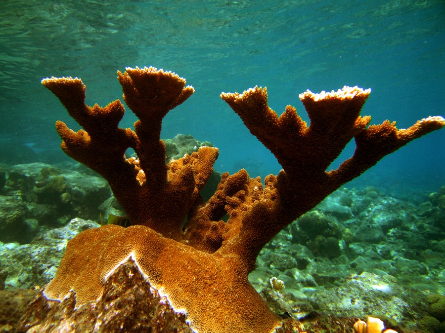 Elkhorn Coral