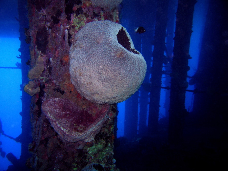 Barrel Sponge