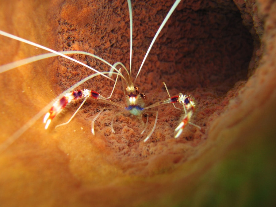 Coral Banded Shrimp