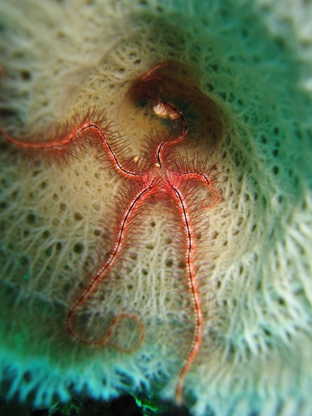 Brittle Star