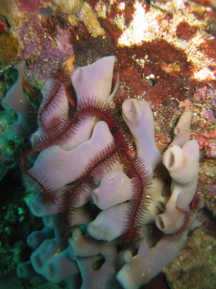 Brittle Star