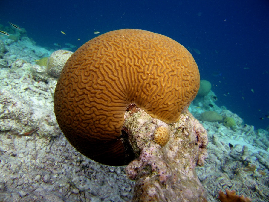 Brain Coral