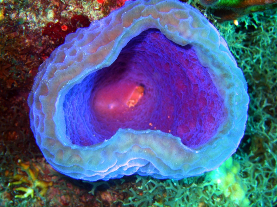 Vase Sponge