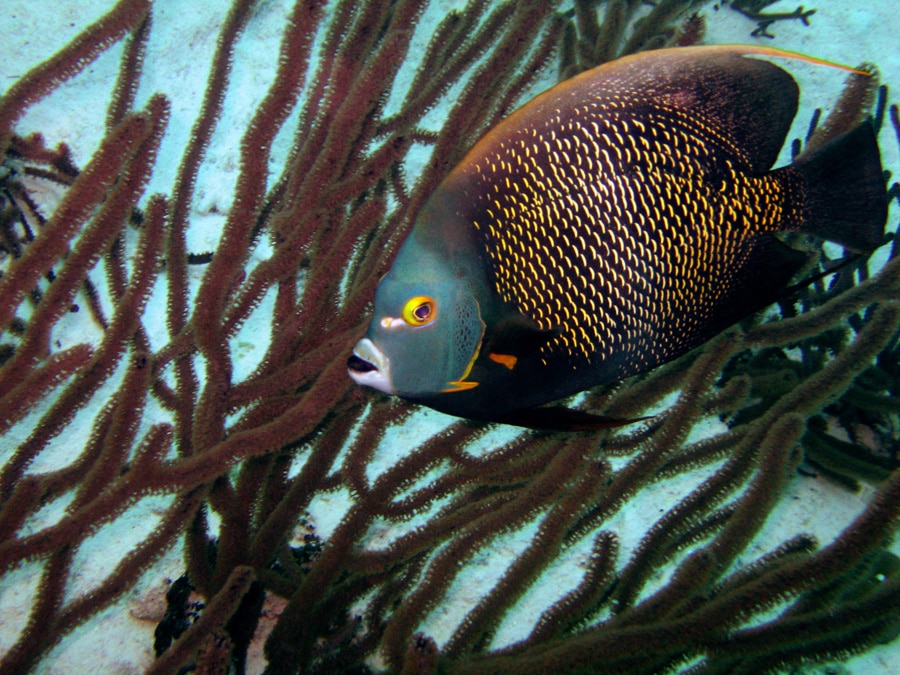 French Angelfish
