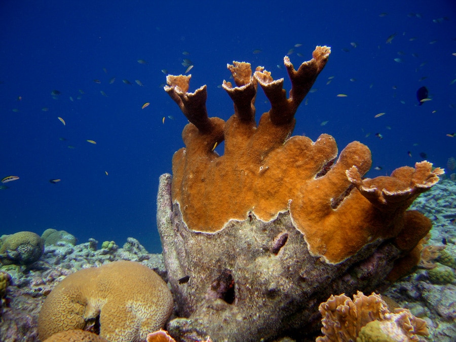Elkhorn Coral