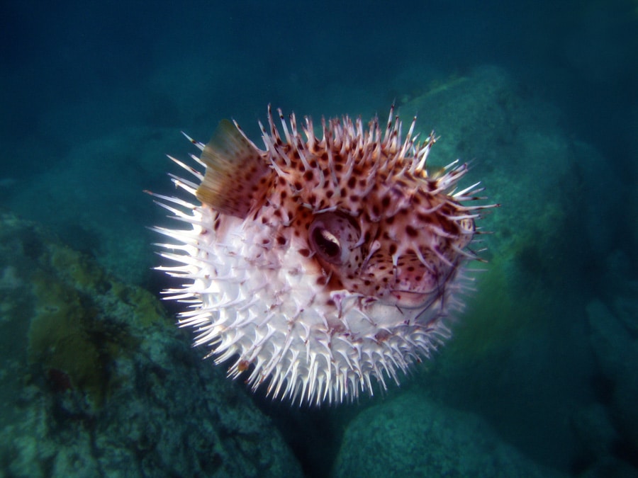 Pufferfish