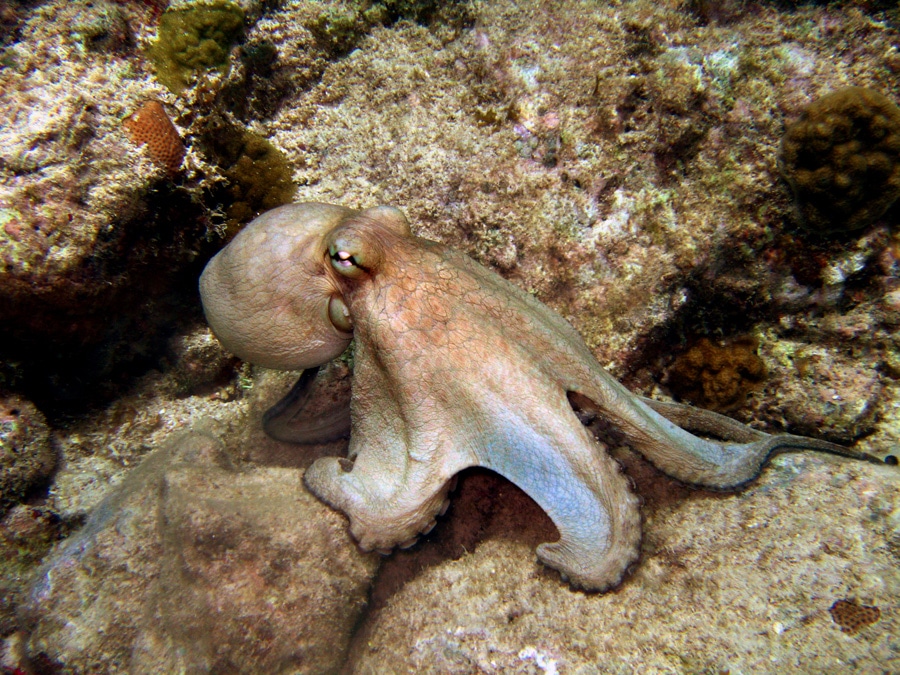 Octopus