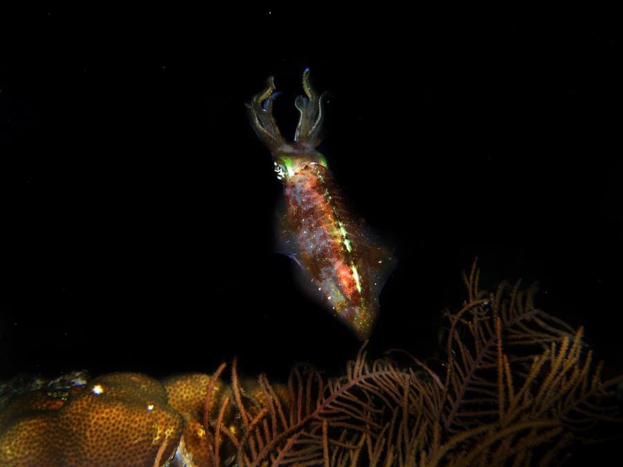 Squid at night