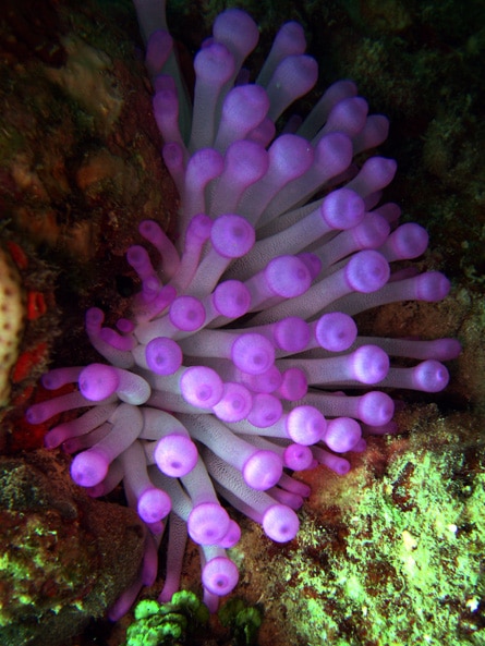 Sea Anemone