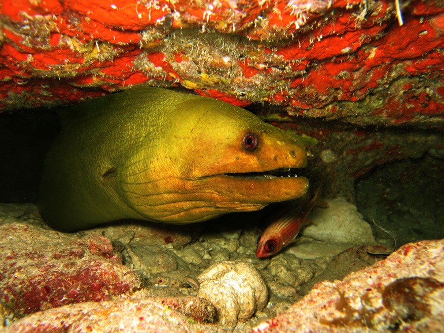 Green Moray Eel