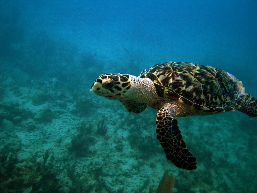 Green Sea Turtle