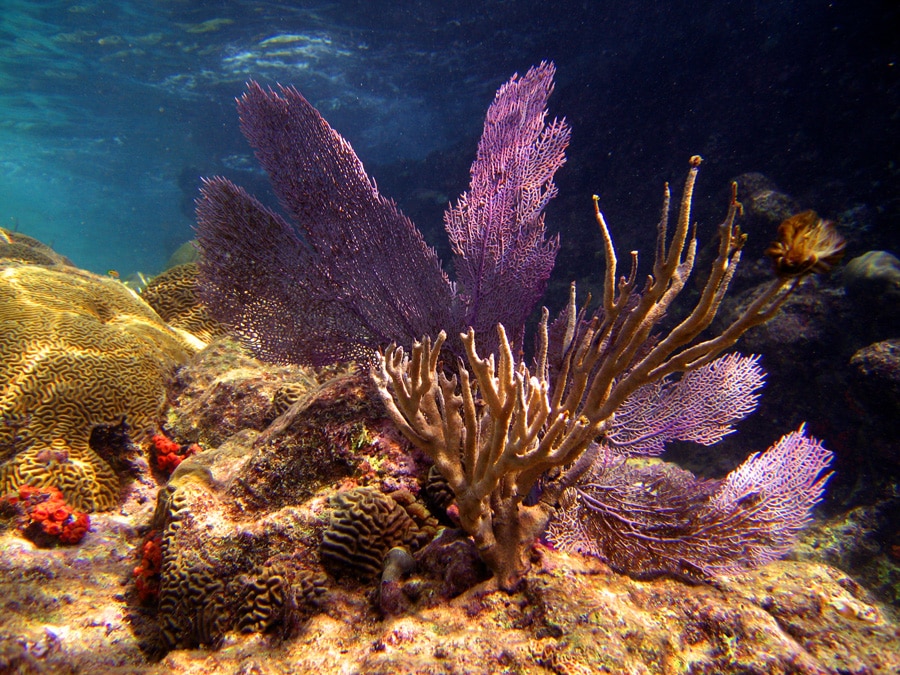 Coral