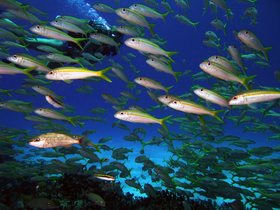 School of fish