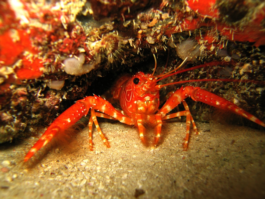 Shrimp