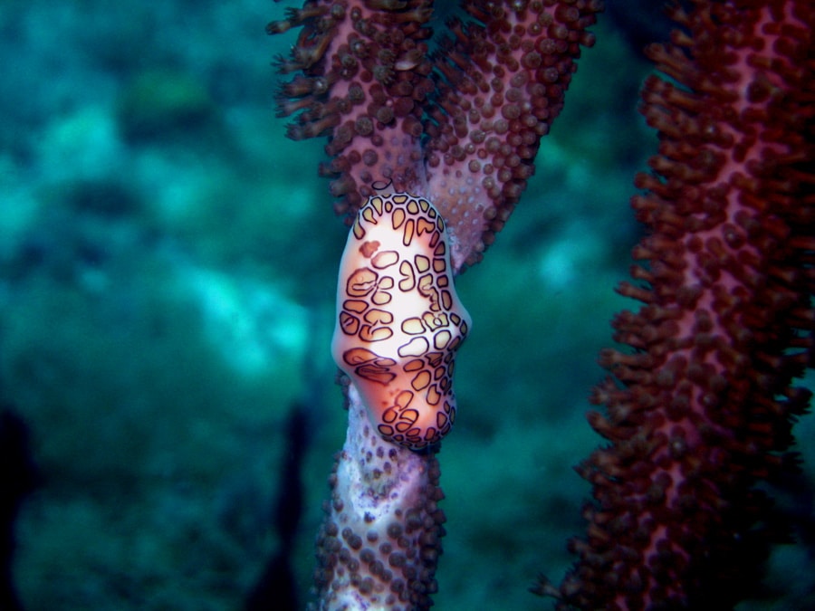 Flamingo Tongue