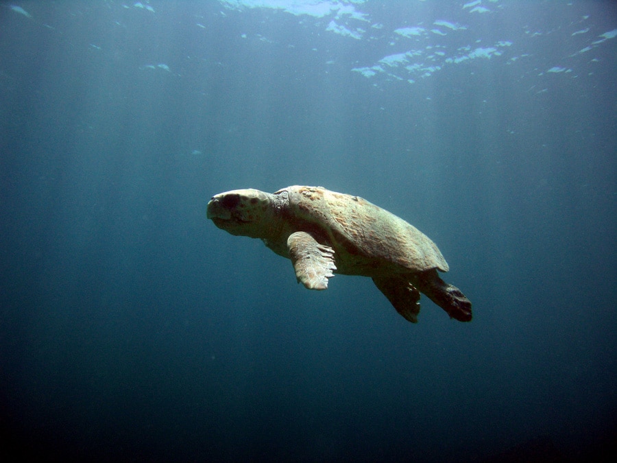 Green Sea Turtle