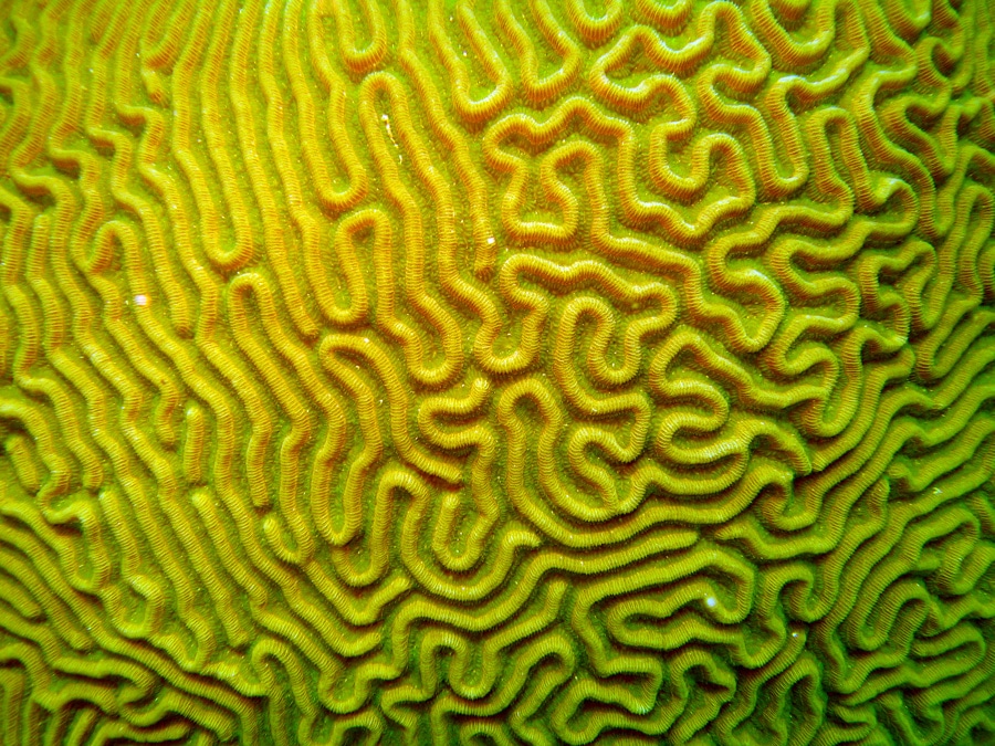 Brain Coral