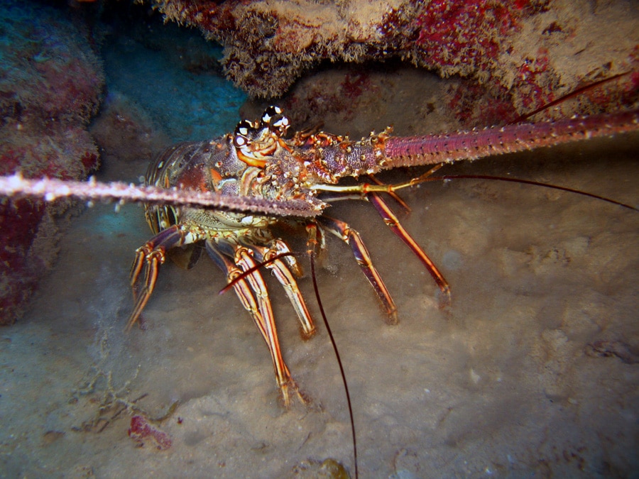 Spiny Lobster