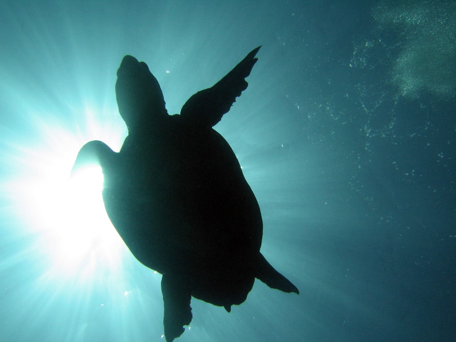 Sea turtle silhouette