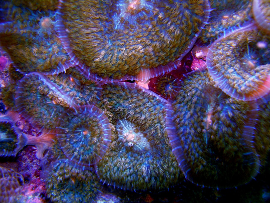 Sea Anemone