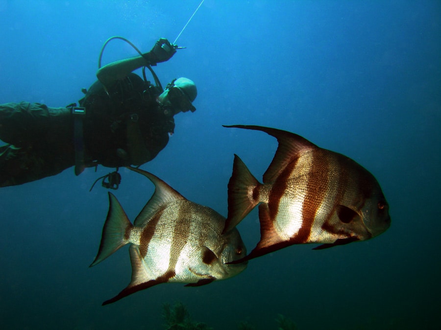 Spade Fish followed by Diver