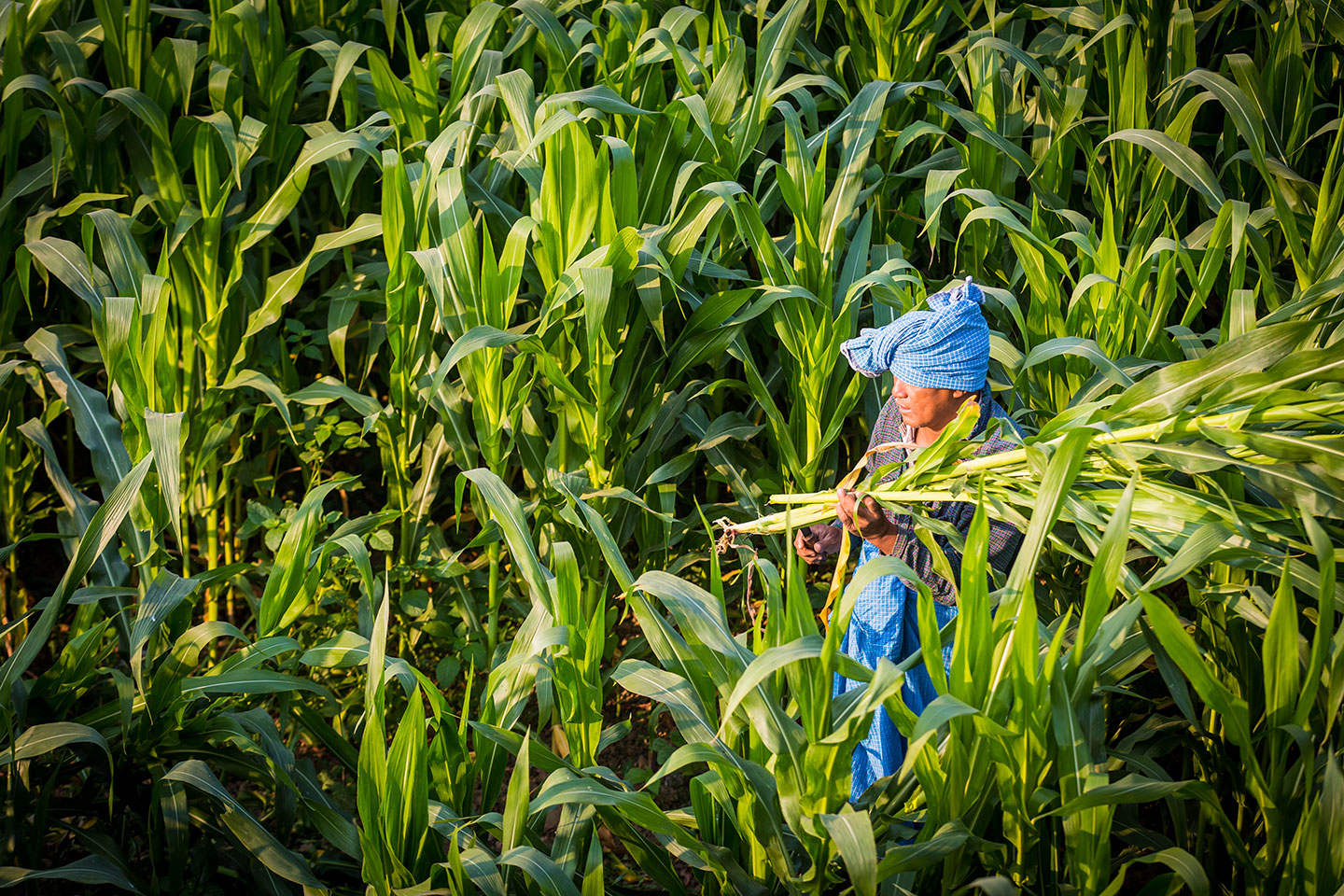 Woman harvesting corn in a field in Myanmar