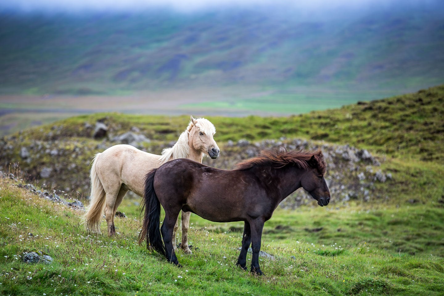 Wild icelandic horses in the south of Iceland