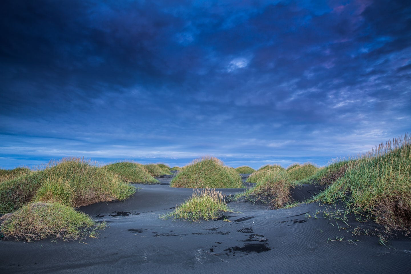 Black sand with green scrubs in Stokksnes, Iceland