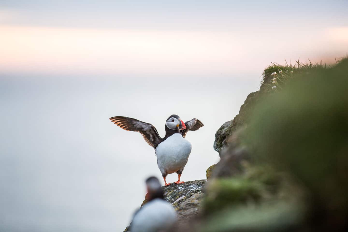 Puffins at the Latrabjarg cliffs in Iceland