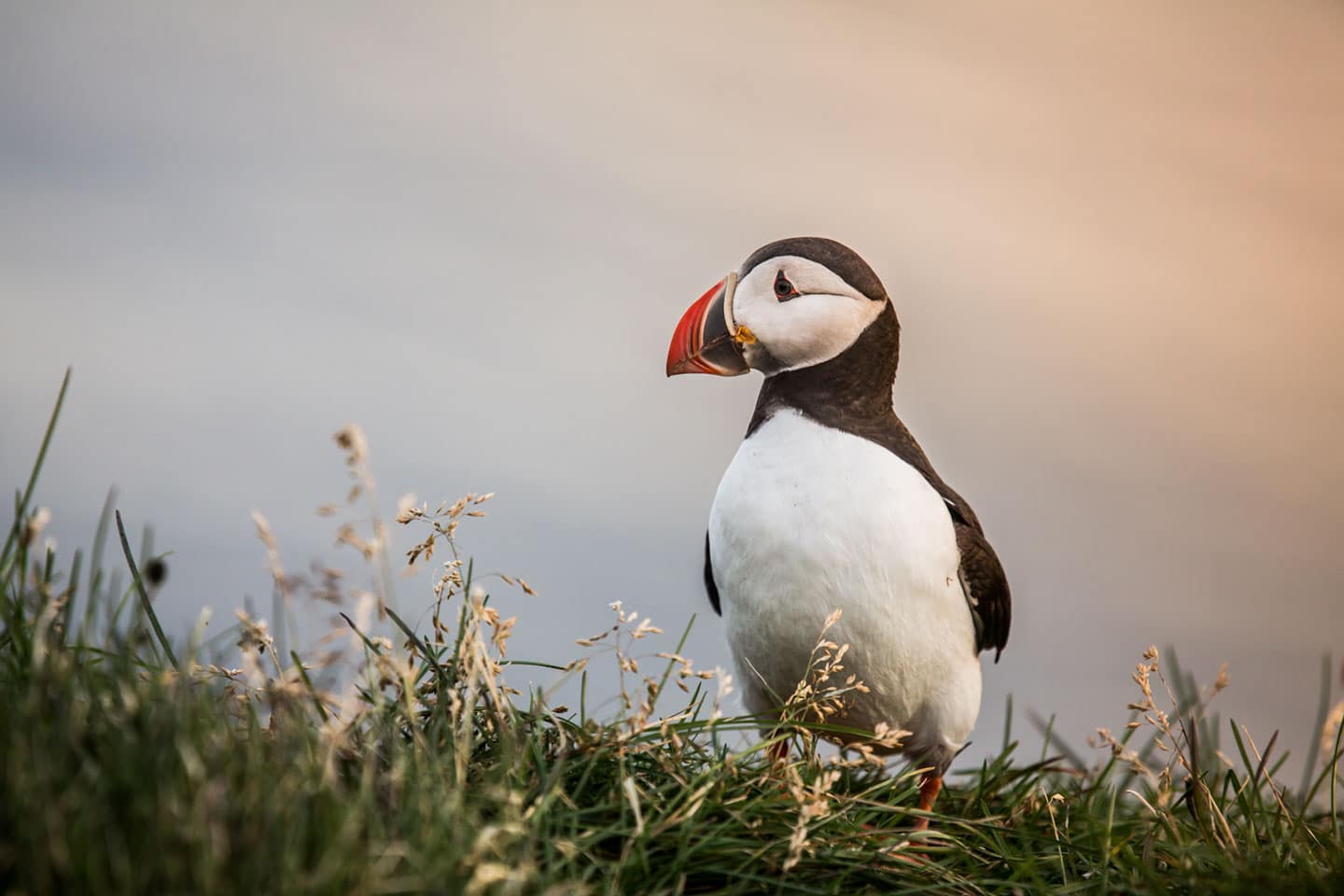 Close-up of a puffin in Iceland