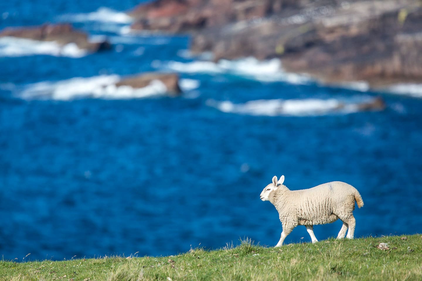 Scotland travel photography of a sheep on a cliff