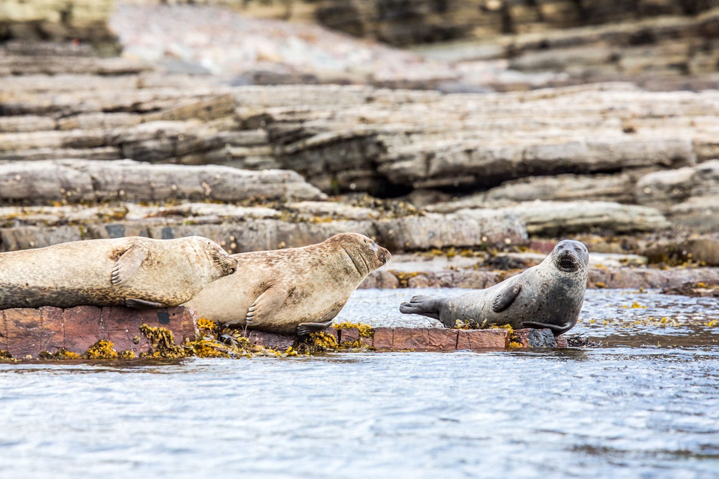 Seals in Scotland during a travel photography trip in the summer