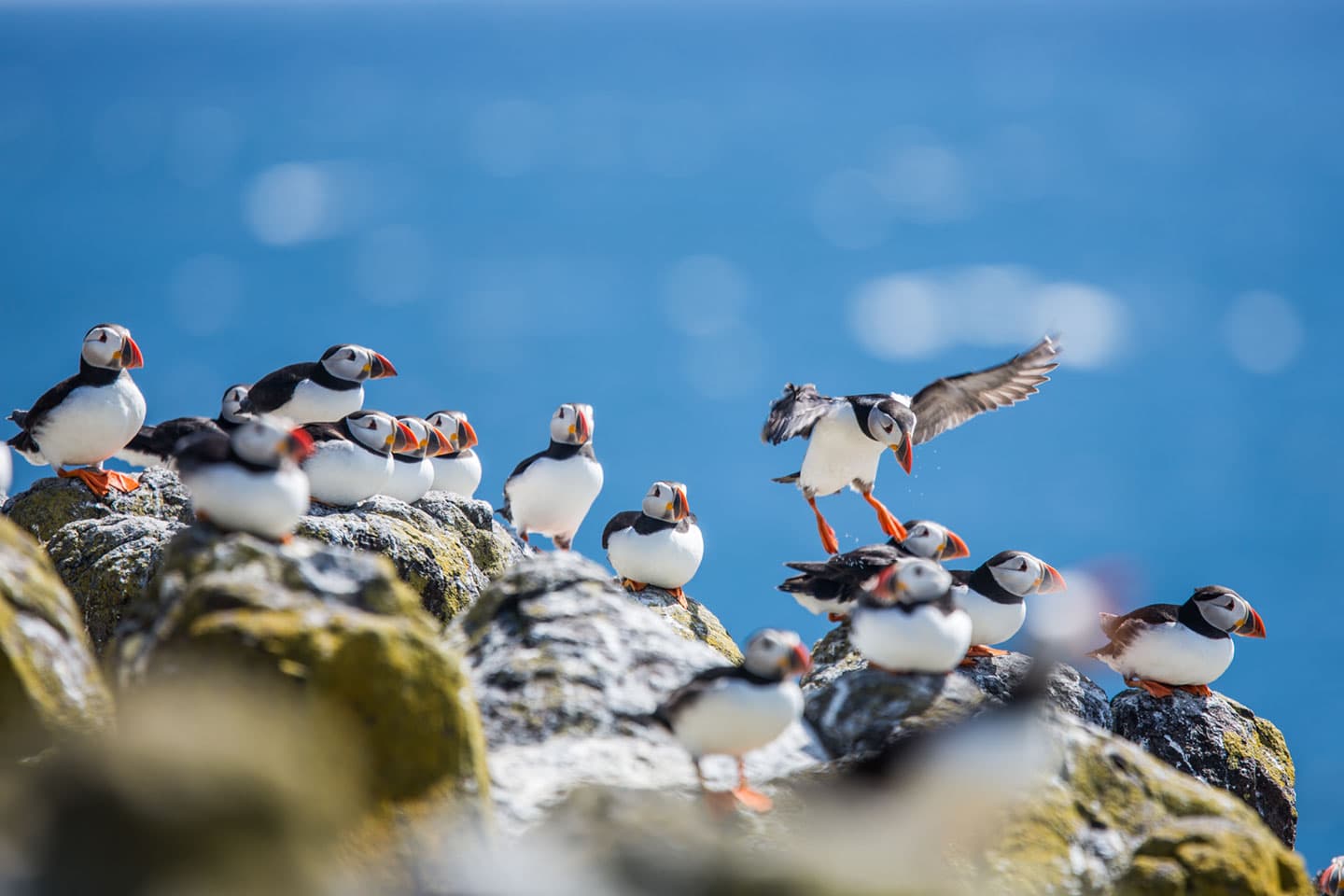 Group of puffins on a rock at the Isle of May in Scotland