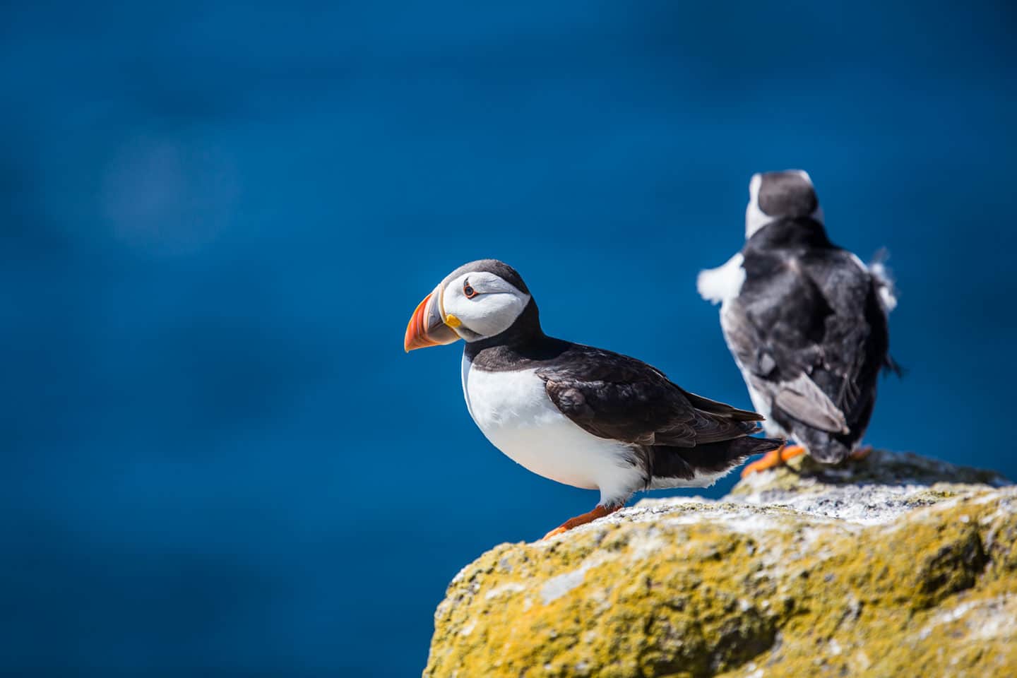 Puffins on the Isle of May in Scotland