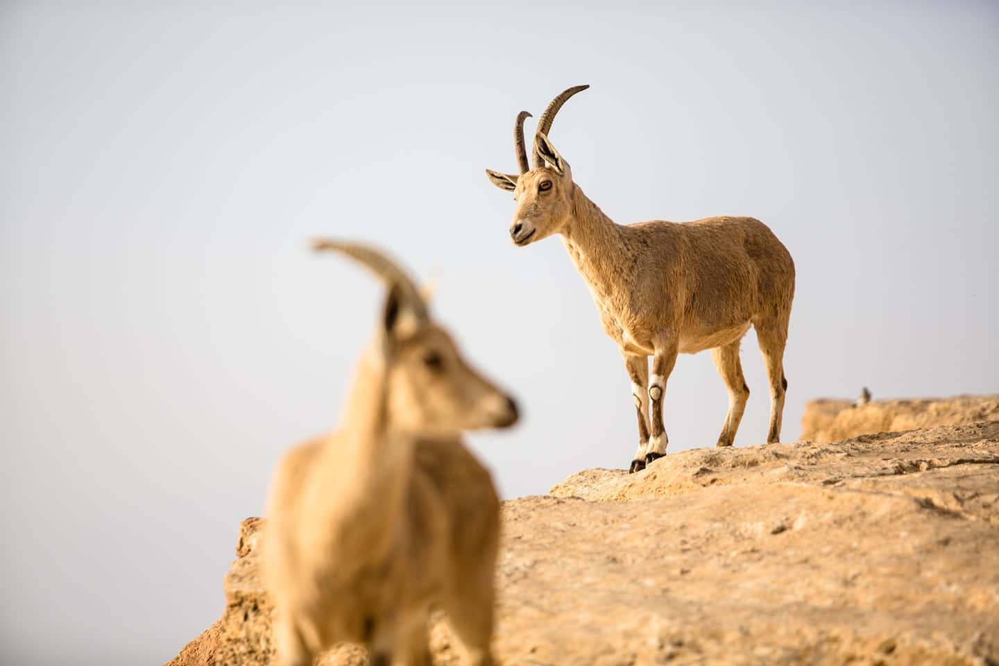 Nubian Ibex at Mitzpe Ramon, Israel