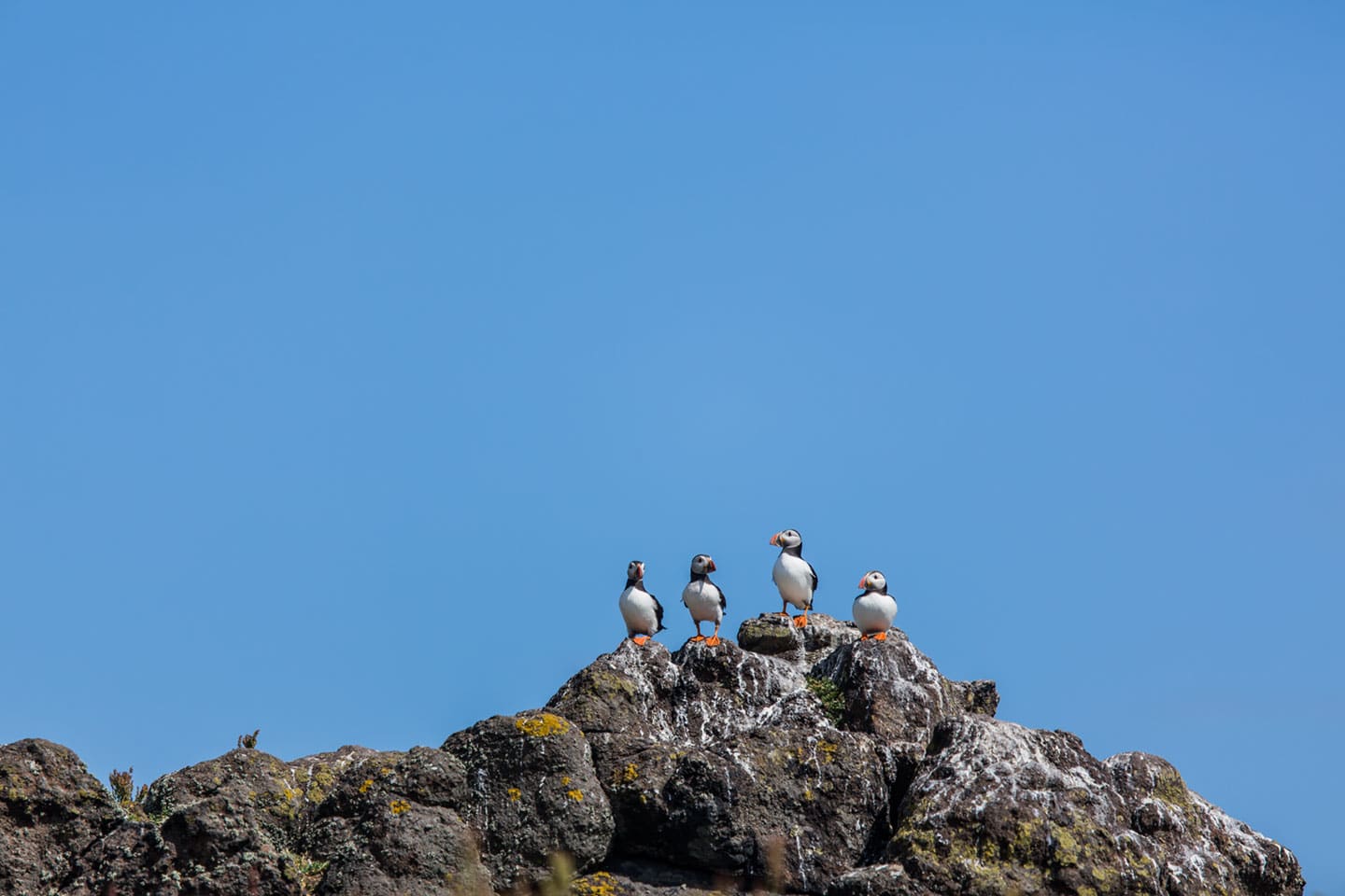 Puffin family in Scotland on the Isle of May