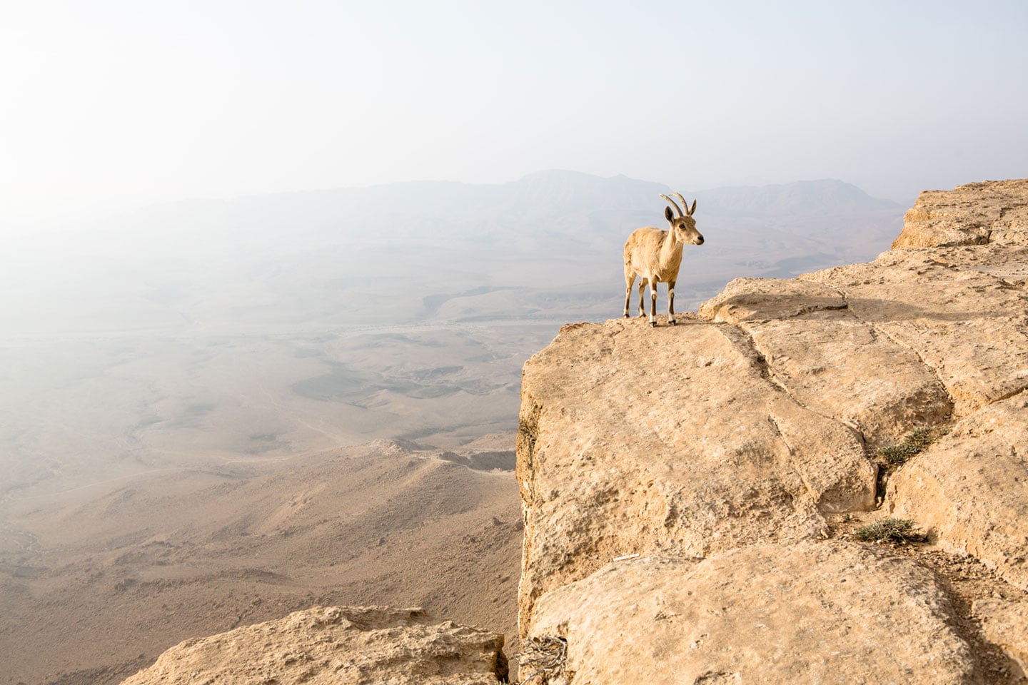Nubian ibex on a cliff in Mitzpe Ramon, Israel