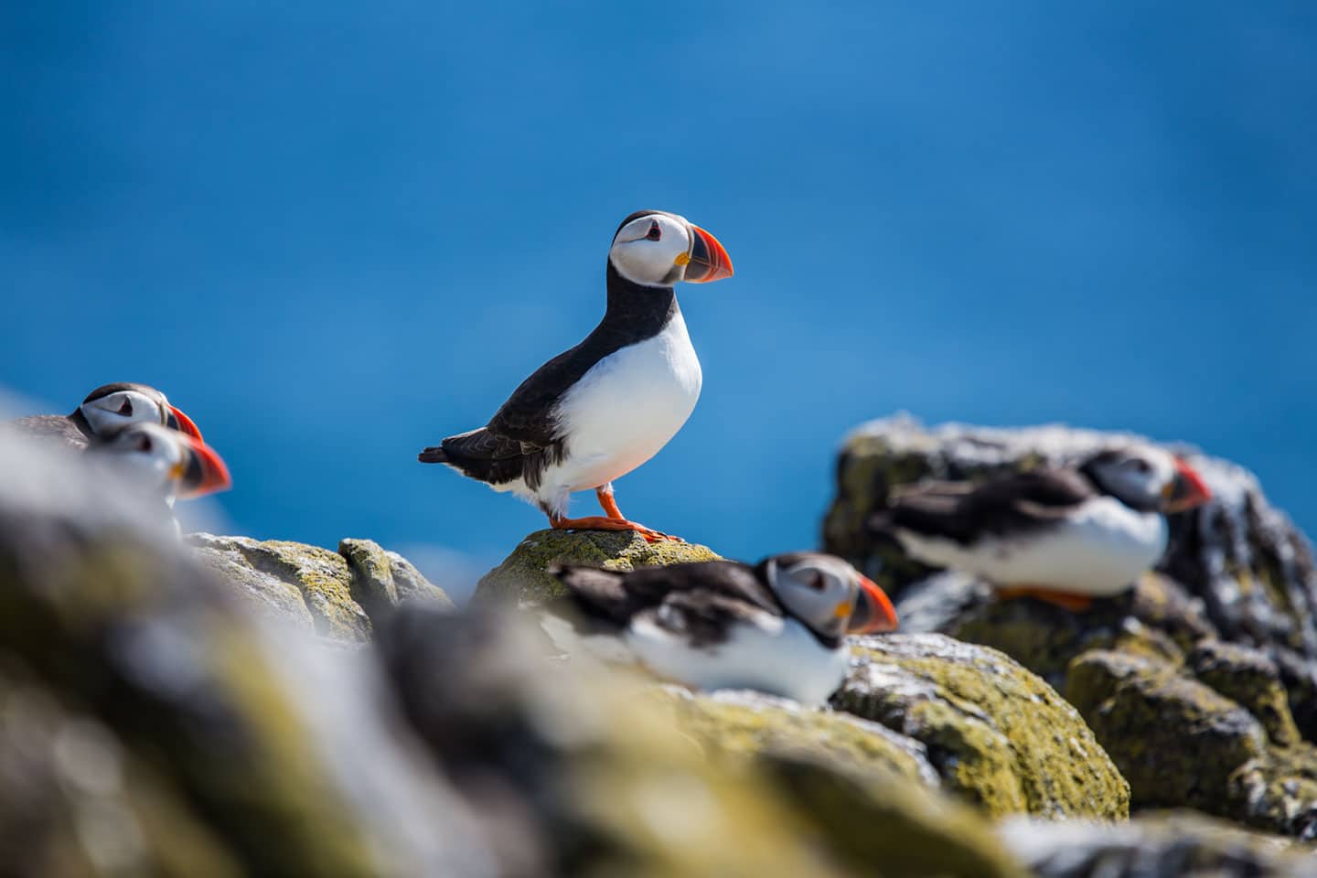 Puffin on the Isle of May near Scotland