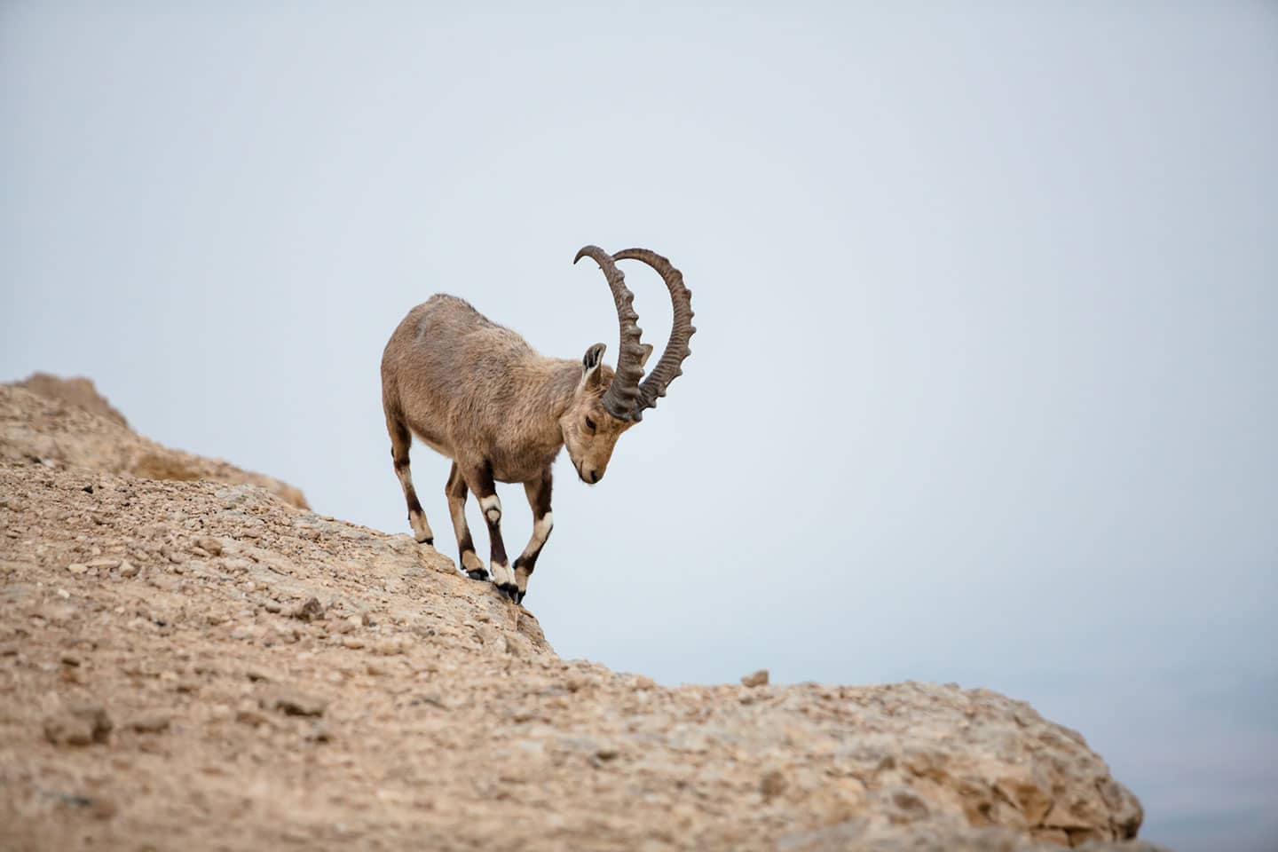Israel wildlife in the desert