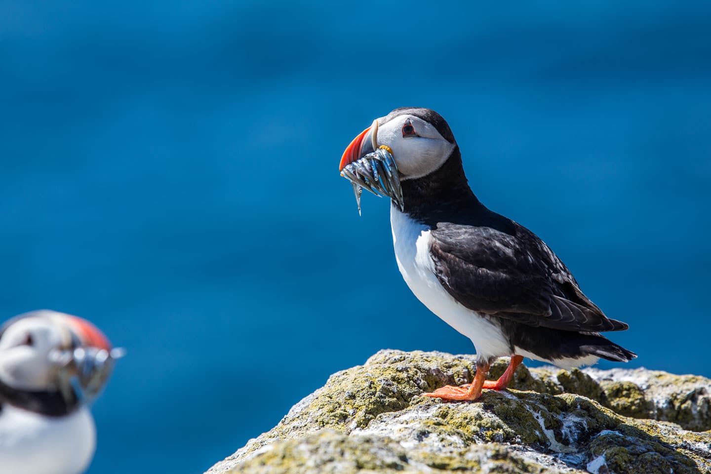 Puffin just caught fish