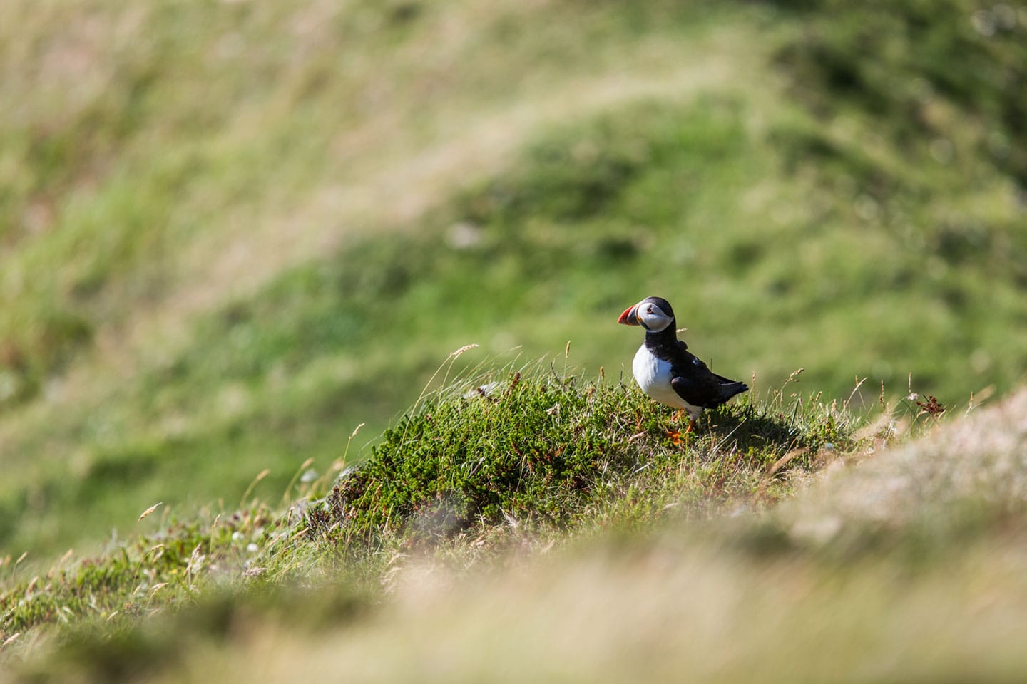 Travel photography Scotland of a puffin