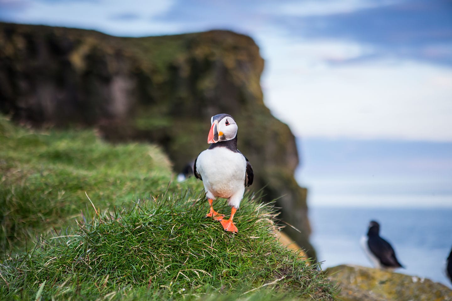 Puffin posing on a cliff in Iceland
