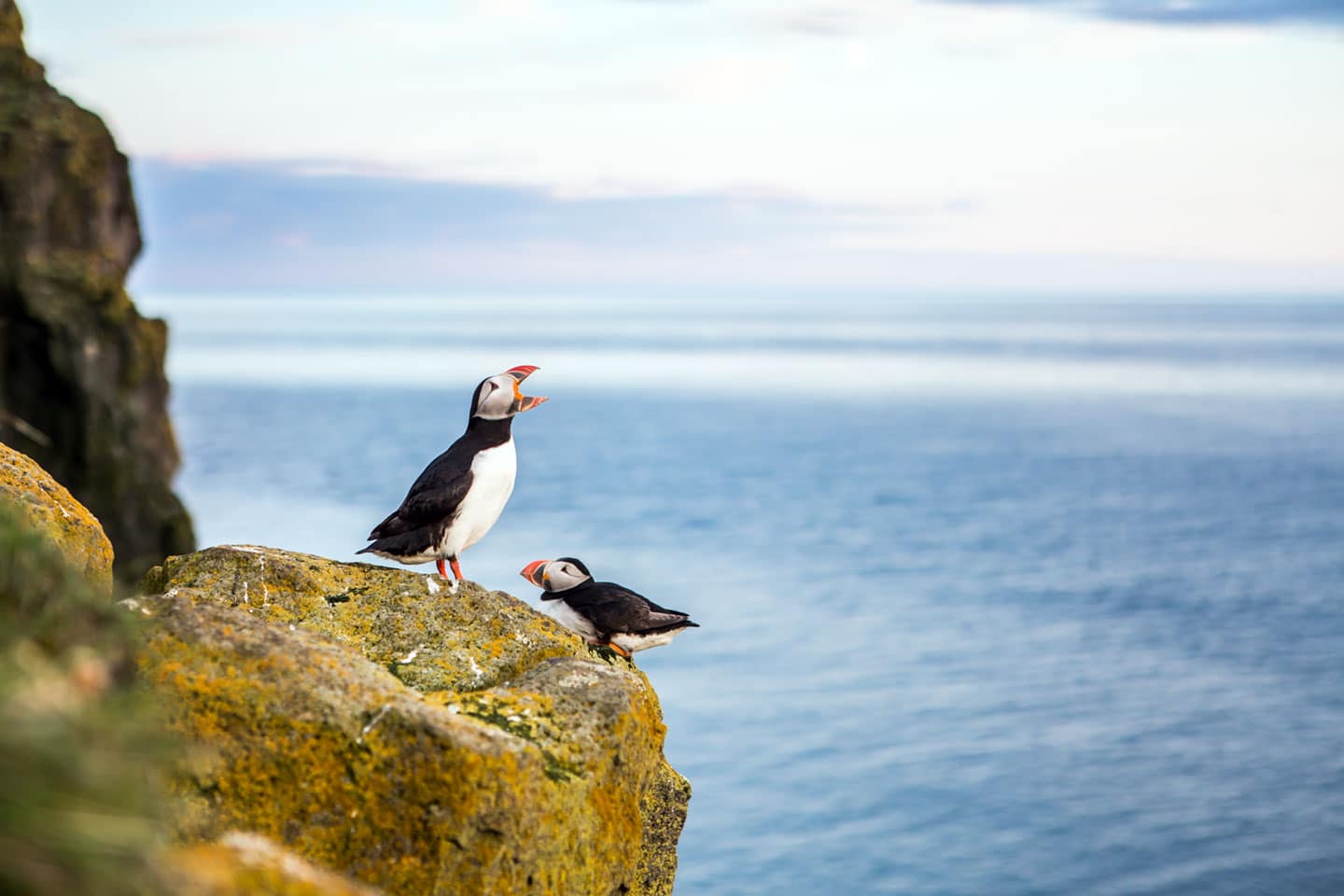 Puffins in Iceland on the edge of a cliff