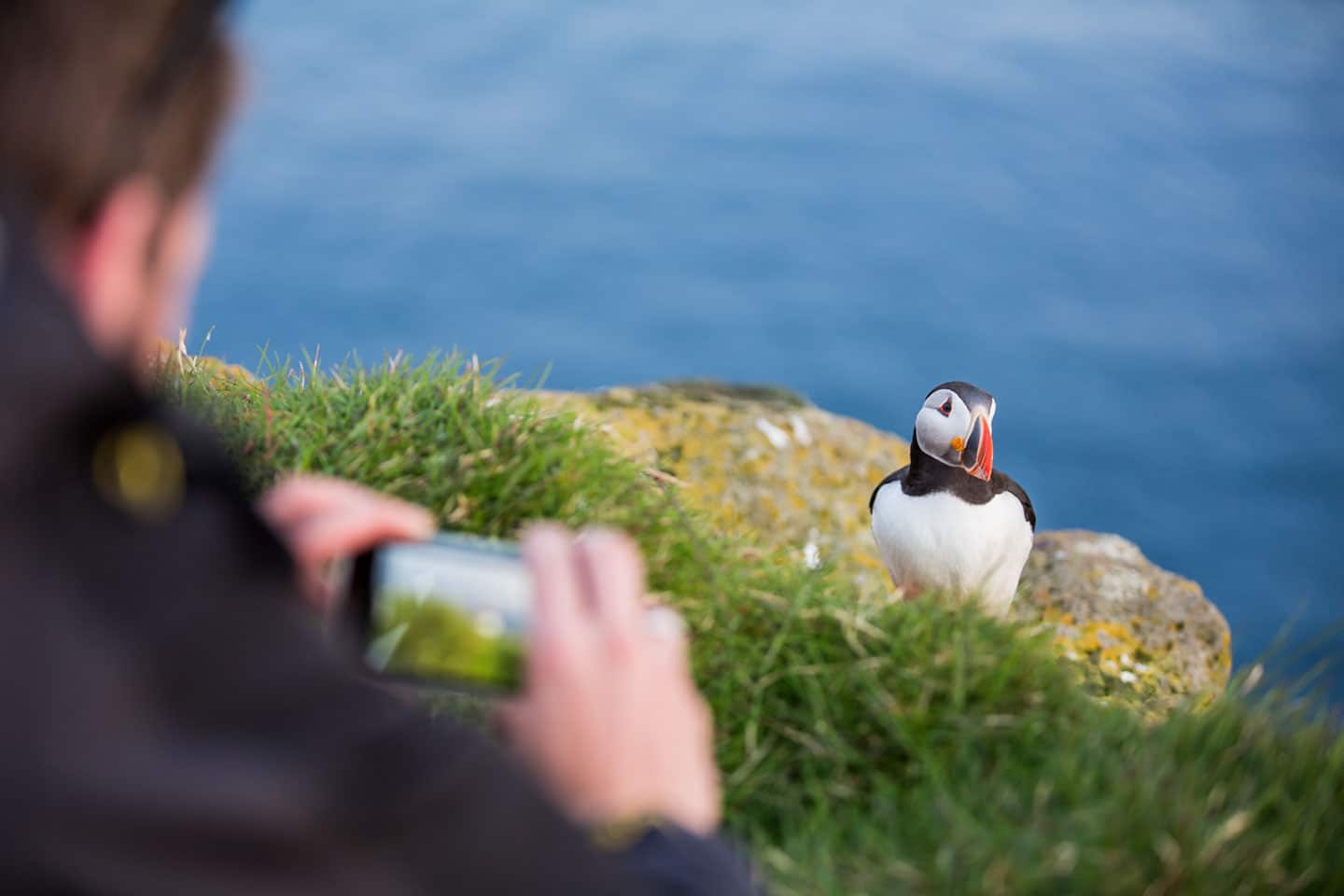 Tourist taking a photo of a puffin on a cliff in Iceland