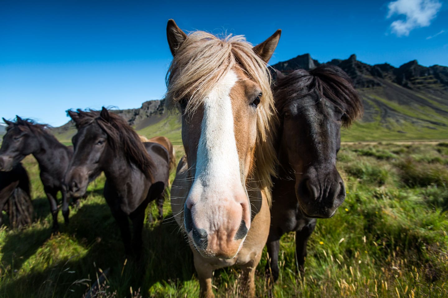 Wild horses of Iceland