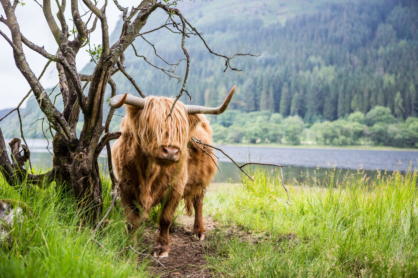Scottish Highland Cow near a lake in Scotland