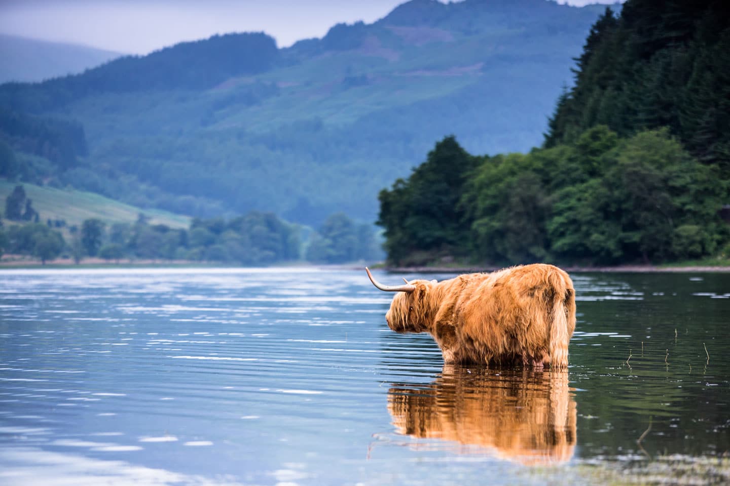 Wild Scottish Highland cow at a lake in Scotland