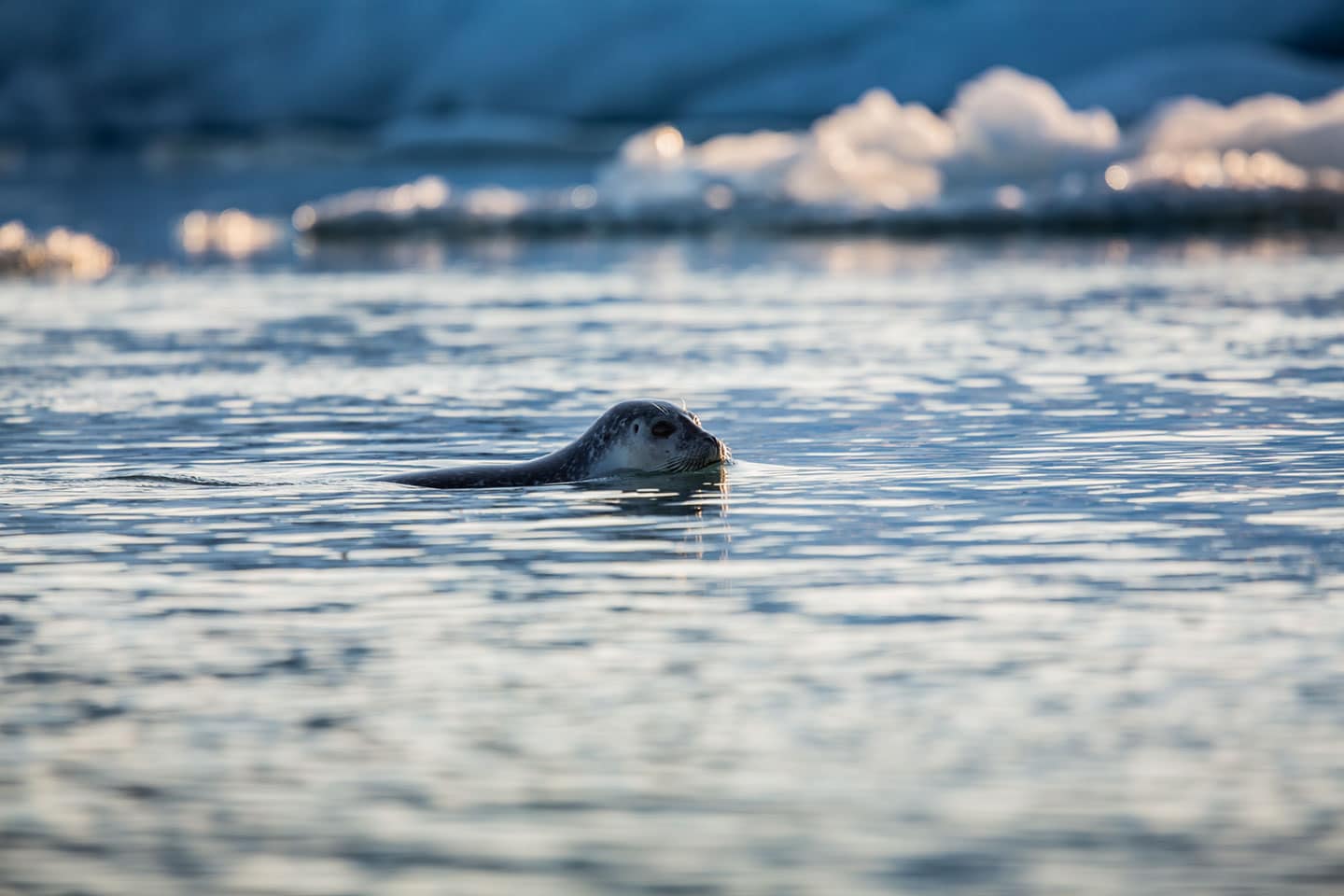 Seal in the Jökulsárlón lagoon of Iceland